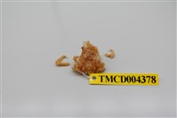 藏品(帶刺併額蟹)的圖片